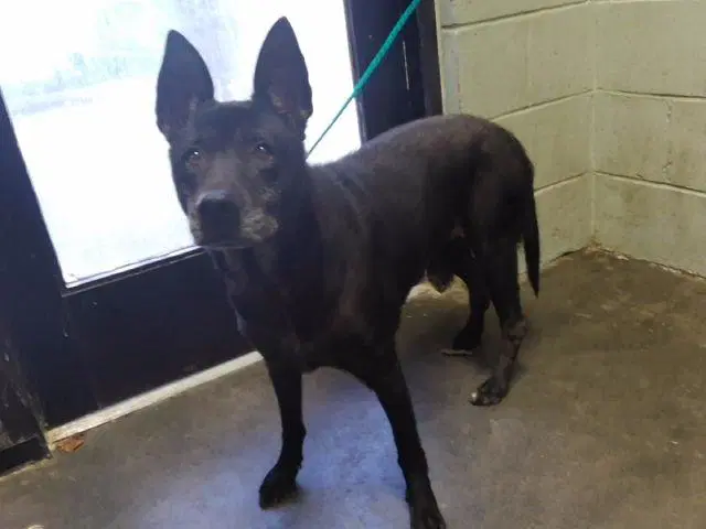 Becca - German Shepherd Dog