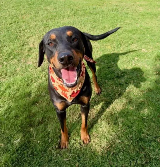 Gideon - Rottweiler