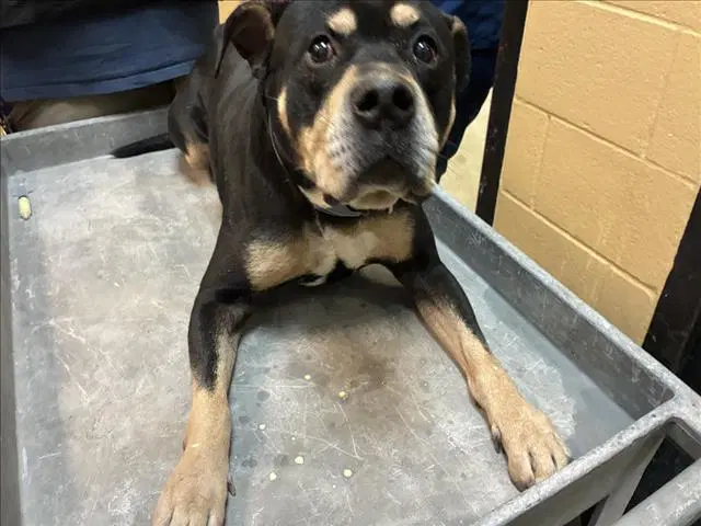 Elwood - Rottweiler