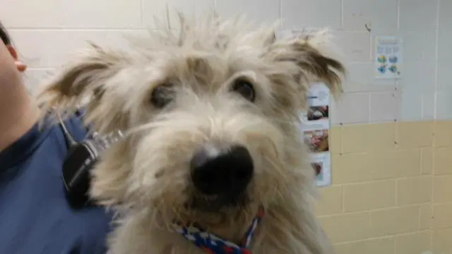 Donny - Scottish Terrier Scottie