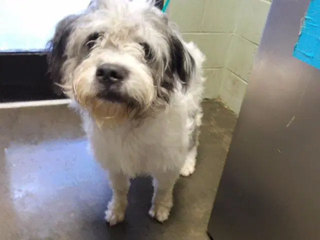 Pickles - Havanese