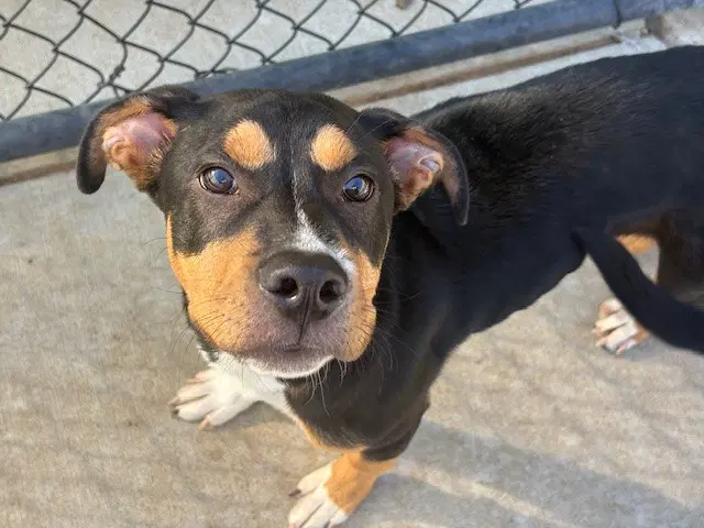 Max - Pit Bull Terrier