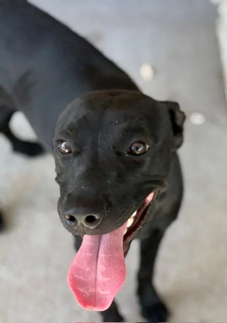 Bacon - Labrador Retriever