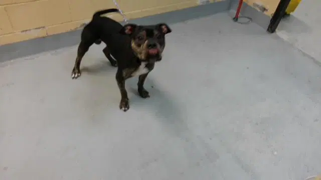 Phantom - Pit Bull Terrier