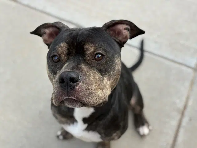 Phantom - Pit Bull Terrier