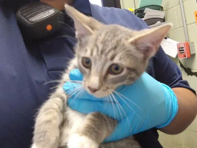 Tim - Domestic Short Hair
