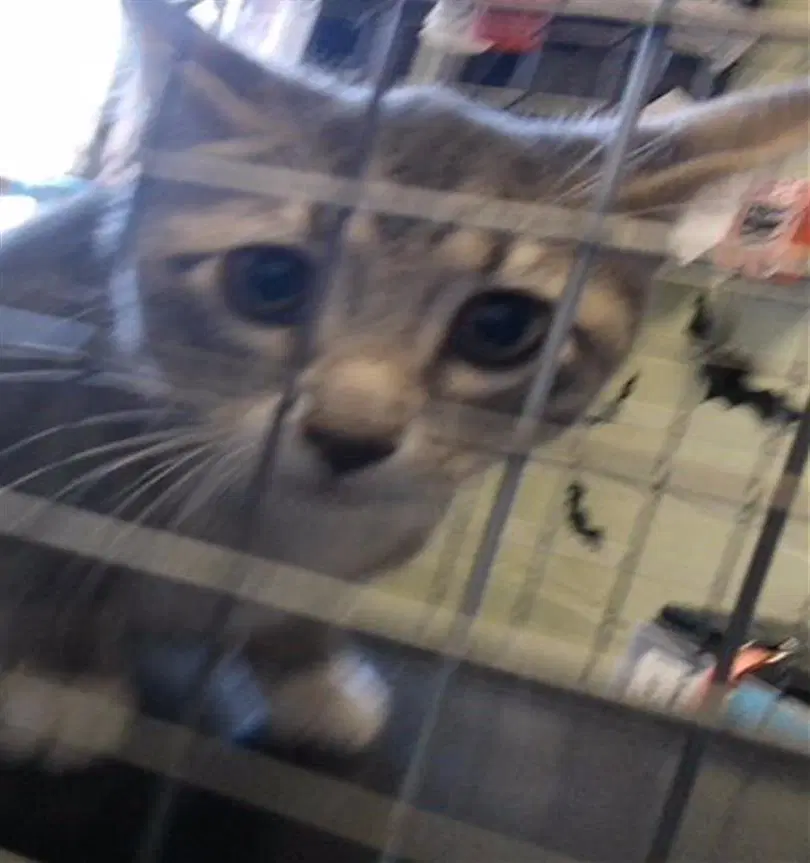Arnold - Domestic Short Hair