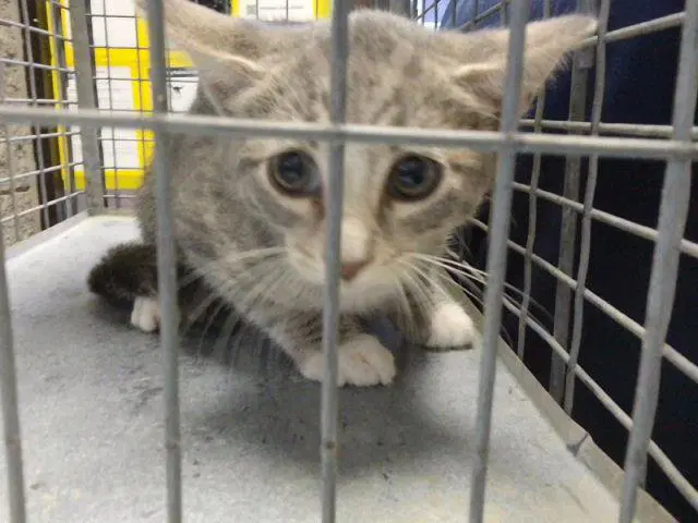 Carlos - Domestic Short Hair