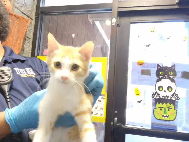 Fire Marshall - Domestic Short Hair