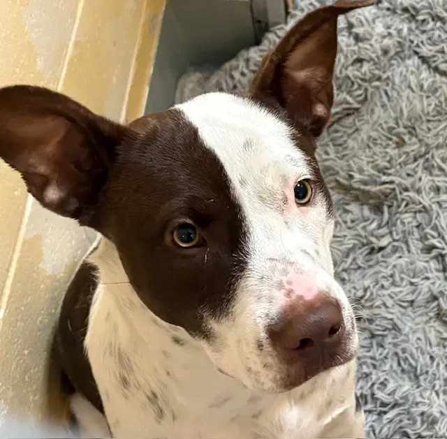 Smooth Operator - Pit Bull Terrier