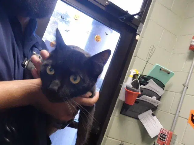 Kb - Domestic Short Hair