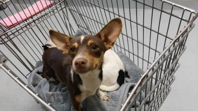 Edin - Chihuahua