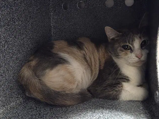 Betty - Domestic Short Hair