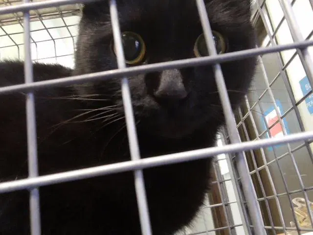 Cuddly - Domestic Medium Hair