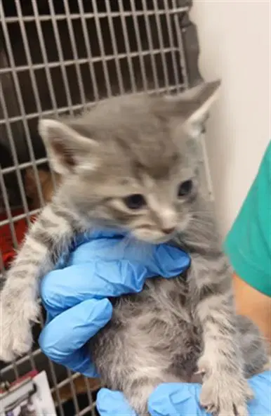 Tiny - Domestic Short Hair