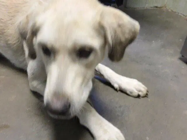 Netty - Labrador Retriever