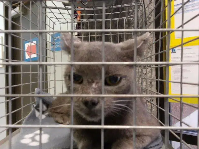 Hilda - Domestic Medium Hair