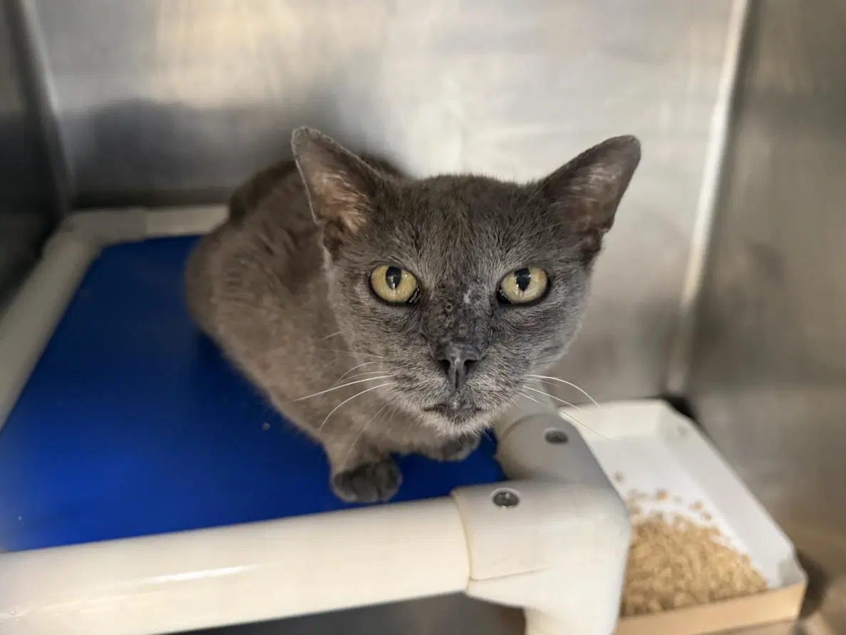 Hilda - Domestic Medium Hair