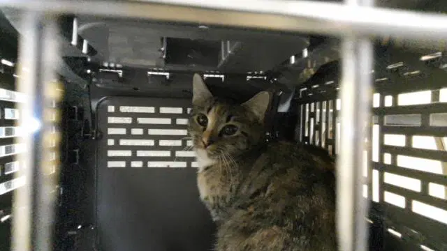 Rosemary - Domestic Medium Hair