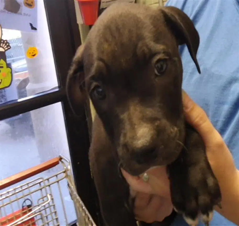 Fragile - Pit Bull Terrier