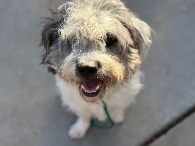 Pickles - Bearded Collie