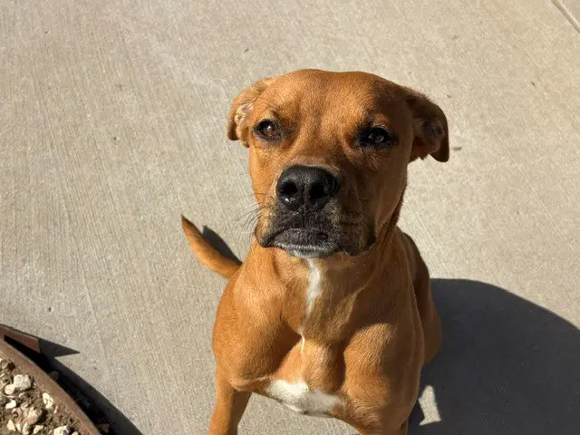 Lil Man - Boxer