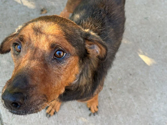Rex