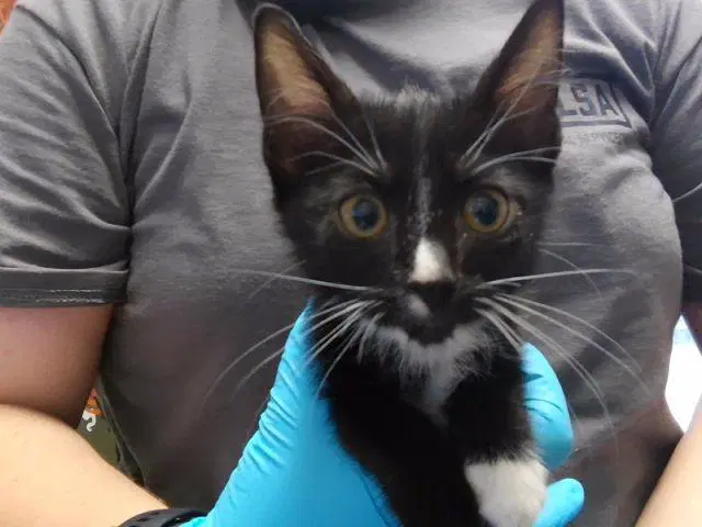 Silky - Domestic Short Hair