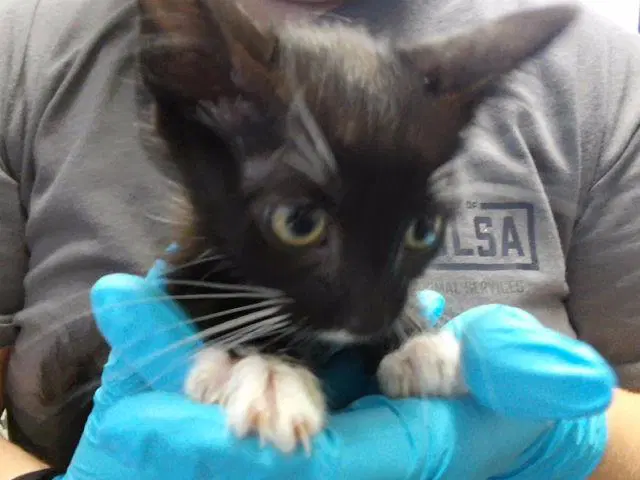 Milky - Domestic Short Hair