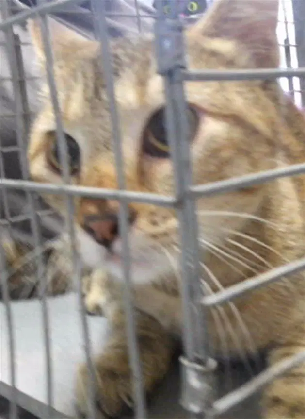 Kola - Domestic Short Hair