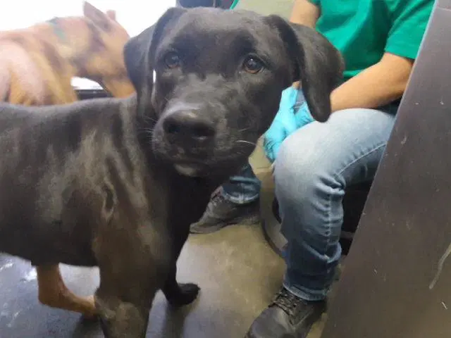 Brownie Batter - Labrador Retriever