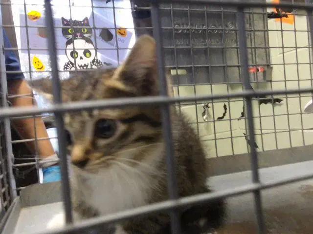 K Shiesty - Domestic Short Hair