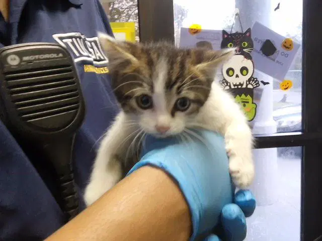 Kilcy - Domestic Short Hair