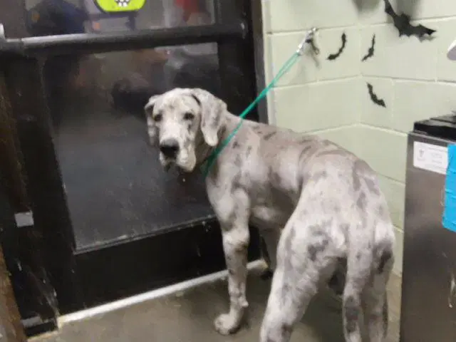 Duke - Great Dane