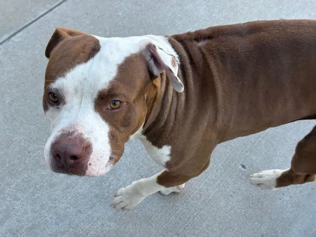 Rugbee - Pit Bull Terrier