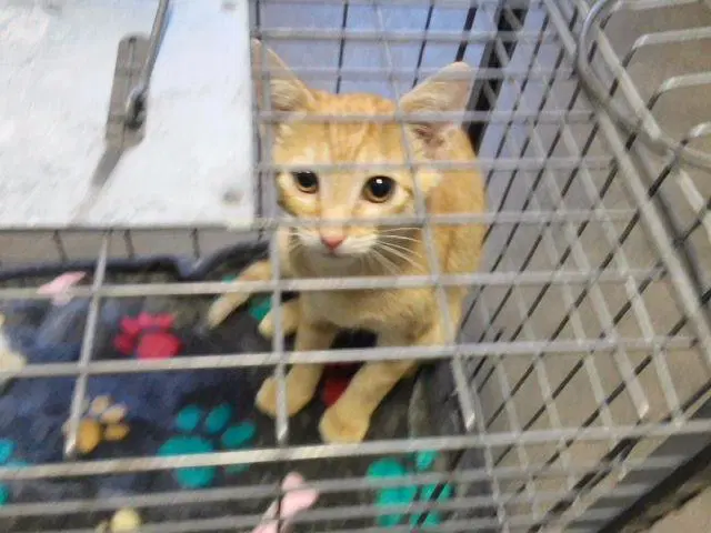 Mewny - Domestic Short Hair