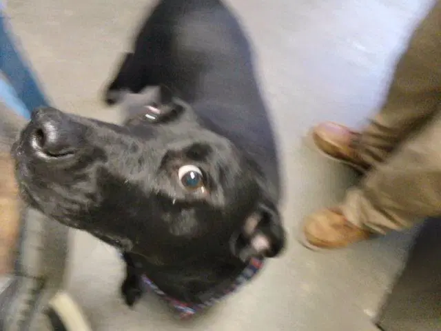 Zuri - Labrador Retriever
