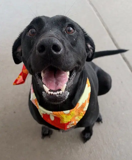 Zuri - Labrador Retriever
