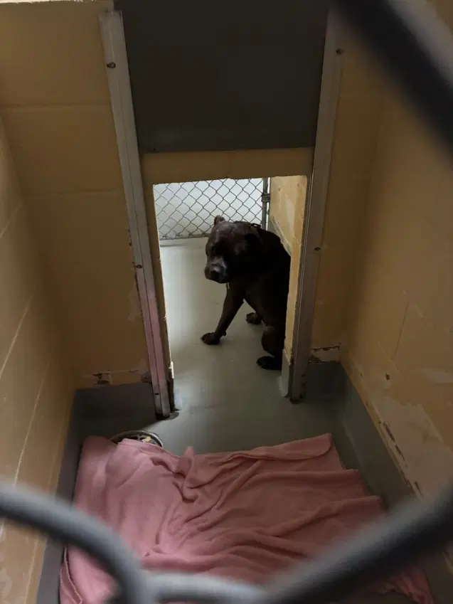 Wiggles - Pit Bull Terrier
