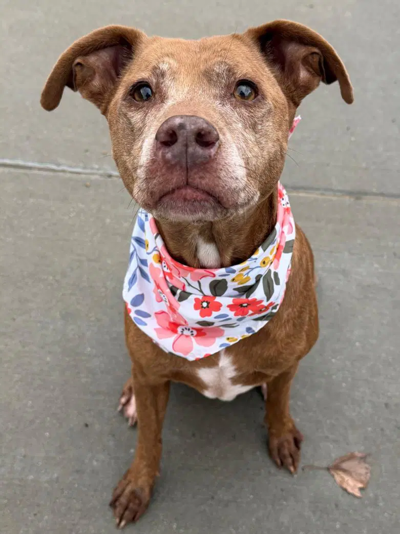 Daisy Mae - Pit Bull Terrier