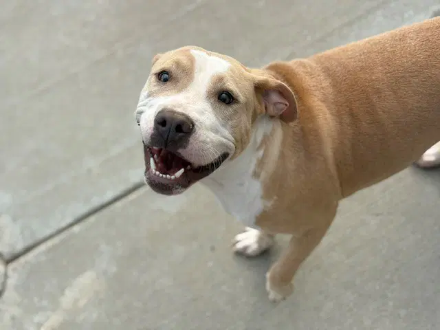 Honey - Pit Bull Terrier