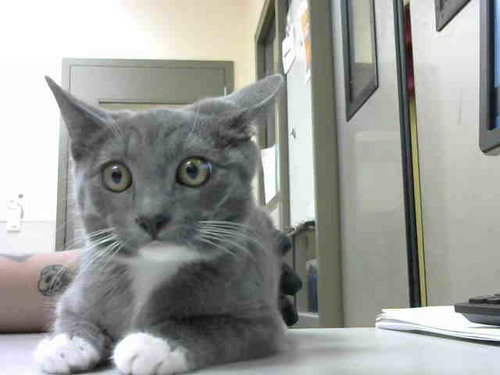 picture of the cat needing adoption