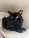 adoptable Cat in martinez, CA named BARTLEBY