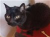adoptable Cat in martinez, CA named ADELAIDE