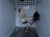 adoptable Chicken in martinez, CA named A1016245