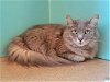 adoptable Cat in  named DAISY