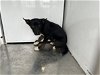 adoptable Dog in martinez, CA named BARON