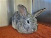 adoptable Rabbit in martinez, CA named THUMPER