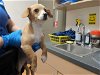 adoptable Dog in martinez, CA named AMILYN