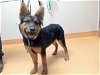 adoptable Dog in martinez, CA named AHSOKA